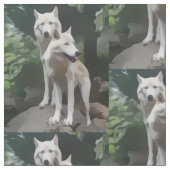 Tissu de loups sauvages (Fermer)