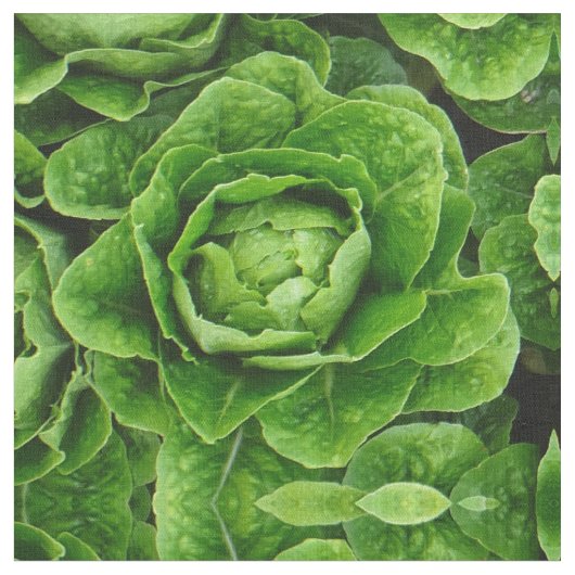 Tissu de photo de laitue de Romaine (Fermer)