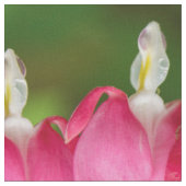 Tissu Défenseurs de la veuve et de l'orphelin dans le (Fermer)