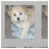 Tissu Délivrance Puppt de Havanese (Fermer)