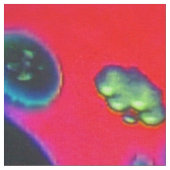 Tissu Déroulement de la structure de la réverie (Fermer)