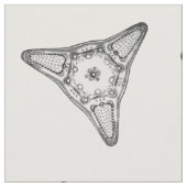 Tissu Diatomée (Fermer)