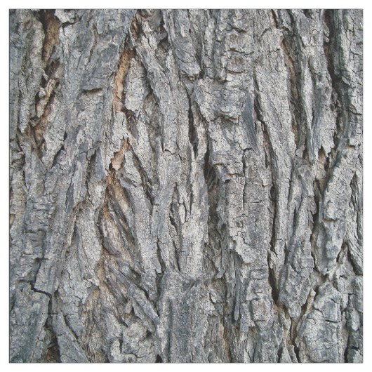 Tissu D'un arbre (Échantillon)