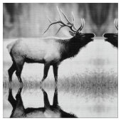 Tissu Elbe noir et blanc (Fermer)