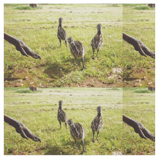 Tissu Emu Chicks Avec Emu Big Foot, (Fermer)