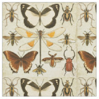 Entomologie Papillon Insectes Vintage Vieux papier