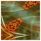 Tissu Étoiles d'une Lily de tigre... (Échantillon)