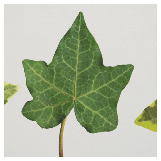 Tissu Feuille anglais de lierre (Échantillon)
