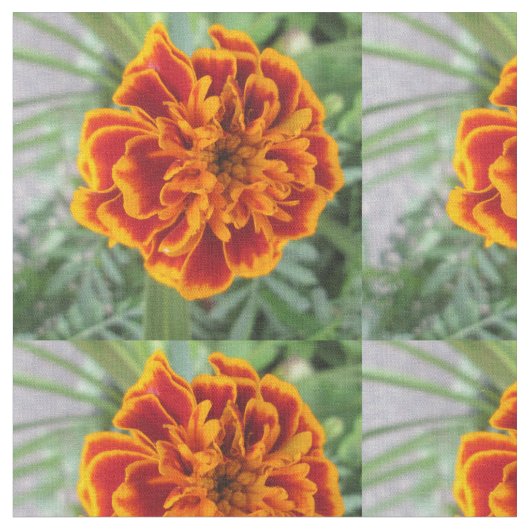 Tissu Fleur orange de souci (Fermer)
