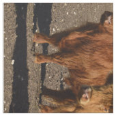 Tissu Highland Cows Photo Collage, (Échantillon)