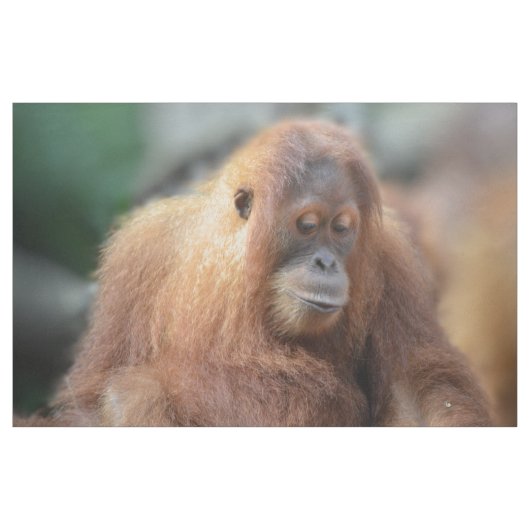 Tissu J'aime des orangs-outans (Yard)