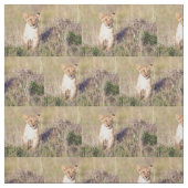 Tissu Jeune lion (Échantillon)