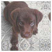 Tissu L'amour des chiots (Fermer)