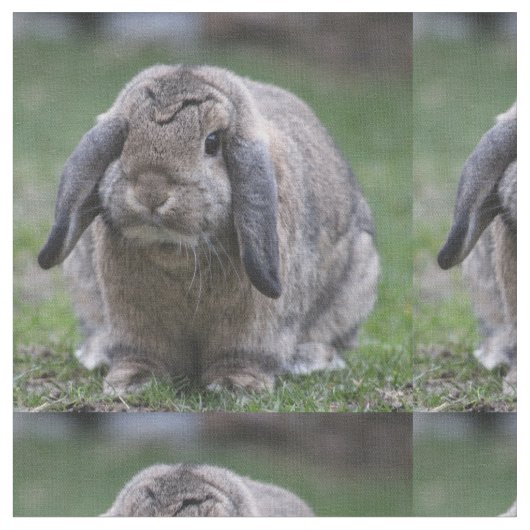 Tissu lapin (Fermer)