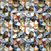 Tissu Le Clowder de CATS (Carreau)