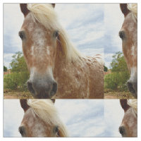 "Le sucre : la grâce de l'Appaloosa"