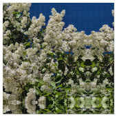 Tissu Lilas blancs (Fermer)
