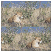 Tissu Lioness resting (Fermer)