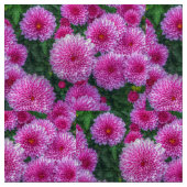 Tissu Mums pourpres (Fermer)