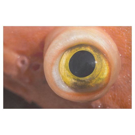 Tissu Oeil de sébaste (Yard)