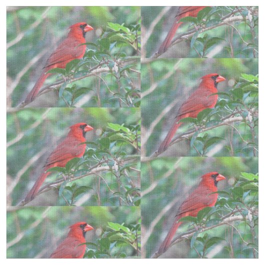 Tissu Oiseau cardinal rouge (Fermer)
