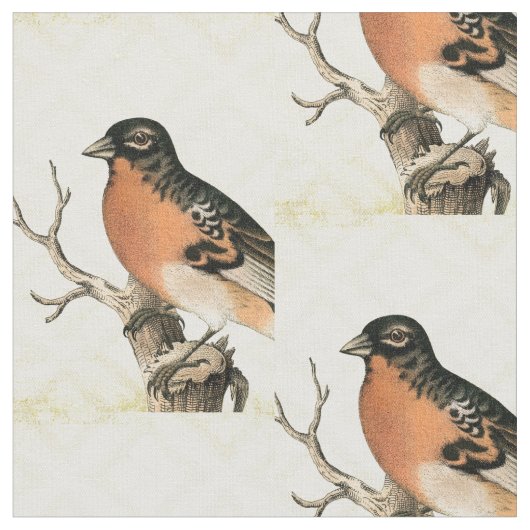 Tissu Oiseau vintage (Fermer)