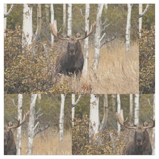 Tissu Orignaux impressionnants de Taureau (Fermer)