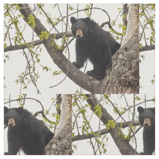 Tissu Ours noir s'élevant (Fermer)