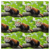 Tissu Panda rouge (Échantillon)