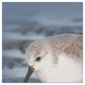 Tissu Petit Sanderling mignon à la plage (Fermer)
