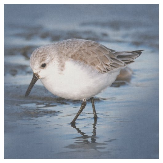 Tissu Petit Sanderling mignon à la plage (Échantillon)