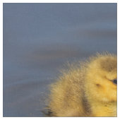 Tissu Petite nageuse : Goose Gosling Canada (Fermer)