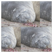 Tissu Phoque d'éléphant dormant (Fermer)