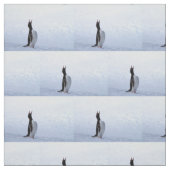 Tissu Pingouin Gentoo (Échantillon)