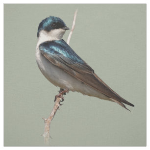 Tissu Profil éclairé d'un oiseau chanteur d'hirondelle d