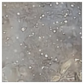 Tissu Profil éthérée de Lion et de Croissant Whimsical (Échantillon)