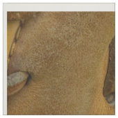 Tissu rapide jaune du coton du base-ball (56" (Échantillon)