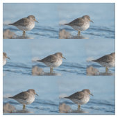 Tissu Recherche de Bécasseau (Échantillon)