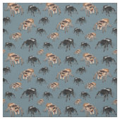 Tissu Regal Jumping Spider Phiddipus Regius (Échantillon)