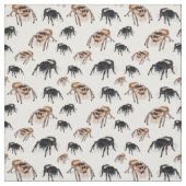 Tissu Regal Jumping Spider Phiddipus Regius White (Échantillon)