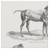 Tissu Rétro textile d'image d'anatomie de muscle de (Fermer)