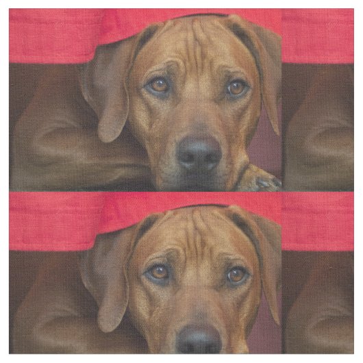 Tissu rhodesian-ridgeback (Fermer)