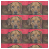 Tissu rhodesian-ridgeback (Échantillon)