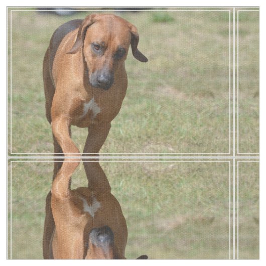 Tissu Rhodesian Ridgeback caracolant (Fermer)