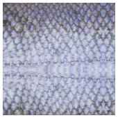 Tissu Saumon chatoyant (Fermer)