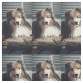 Tissu Sheltie sur le gros quart (Échantillon)