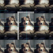 Tissu Sheltie sur le gros quart (Carreau)