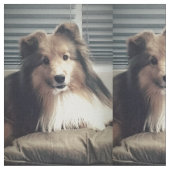 Tissu Sheltie sur le gros quart (Fermer)