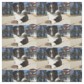 Tissu shet shp chiot noir et blanc (Échantillon)