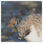Tissu Shorebird Dines on Clam (Fermer)